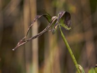09-04-11-Nanjemoy-8620