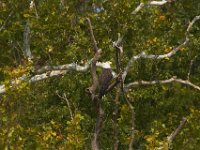 09-04-11-Nanjemoy-8737