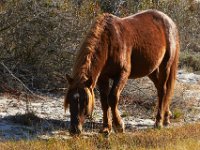 11-12-11-Assateague-2152