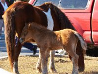 11-12-11-Assateague-2155