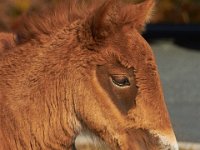 11-12-11-Assateague-2169