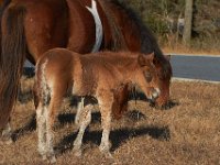 11-12-11-Assateague-2184