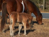 11-12-11-Assateague-2187