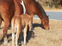 11-12-11-Assateague-2189