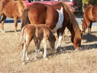 11-12-11-Assateague-2192