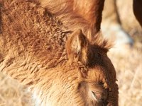 11-12-11-Assateague-2198