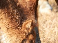 11-12-11-Assateague-2201