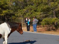 11-12-11-Assateague-2206