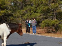 11-12-11-Assateague-2207