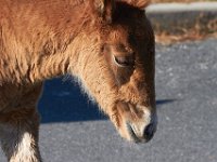 11-12-11-Assateague-2211