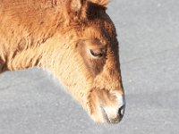 11-12-11-Assateague-2212