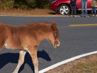 11-12-11-Assateague-2214