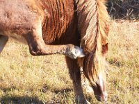 11-12-11-Assateague-2216