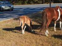 11-12-11-Assateague-2219