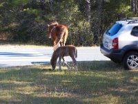 11-12-11-Assateague-2224