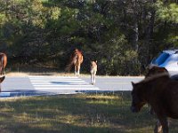 11-12-11-Assateague-2226