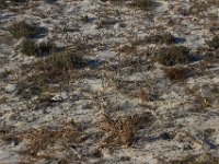 11-12-11-Assateague-2236