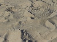 11-12-11-Assateague-2308