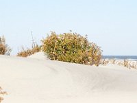 11-12-11-Assateague-2310