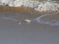 11-12-11-Assateague-2368
