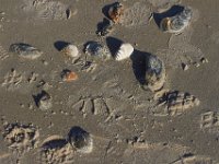 11-12-11-Assateague-2374