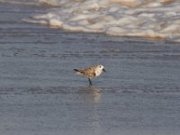 11-12-11-Assateague-2391
