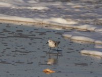 11-12-11-Assateague-2393