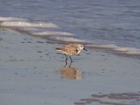 11-12-11-Assateague-2398