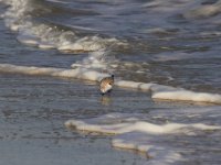 11-12-11-Assateague-2401