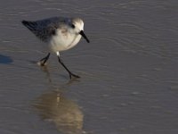 11-12-11-Assateague-2432