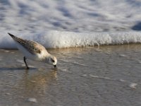 11-12-11-Assateague-2437