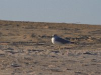 11-12-11-Assateague-2510