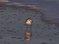 11-12-11-Assateague-2547