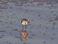 11-12-11-Assateague-2548