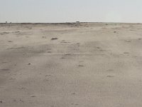 11-12-11-Assateague-2566