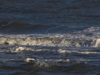 11-12-11-Assateague-2585