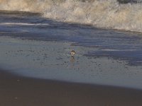 11-12-11-Assateague-2605