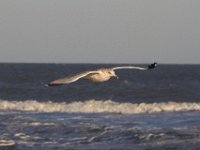 11-12-11-Assateague-2618