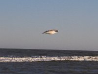 11-12-11-Assateague-2622