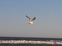 11-12-11-Assateague-2623