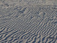 11-12-11-Assateague-2675