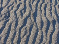 11-12-11-Assateague-2684