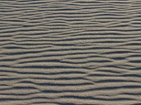 11-12-11-Assateague-2686