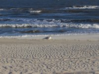 11-12-11-Assateague-2688