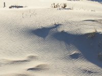 11-12-11-Assateague-2694
