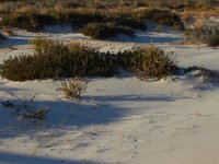 11-12-11-Assateague-2701