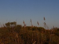 11-12-11-Assateague-2712