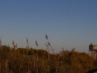 11-12-11-Assateague-2713