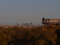 11-12-11-Assateague-2718