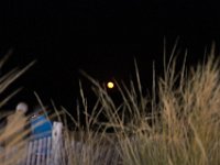 11-12-11-Assateague-2720